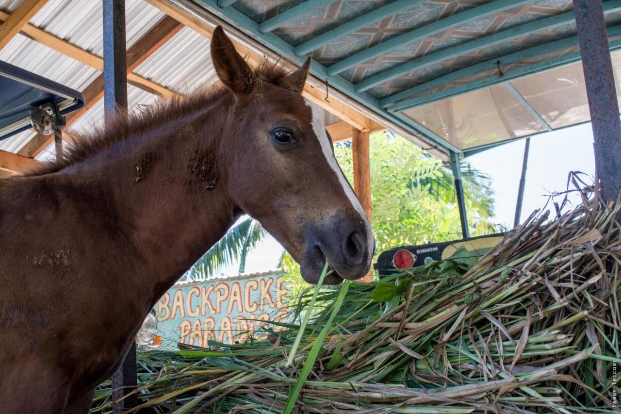 Horse Cottage Sarteneja Ngoại thất bức ảnh
