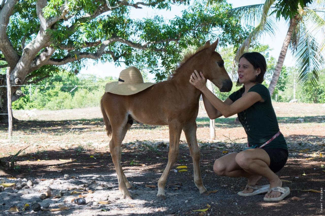 Horse Cottage Sarteneja Ngoại thất bức ảnh